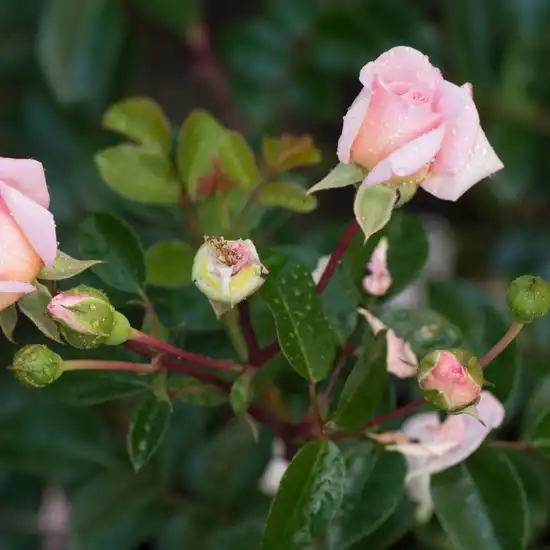 Rosa Paul Noël - roz - trandafiri târâtori și cățărători, Rambler